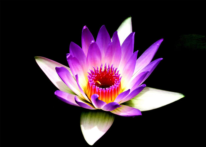 black white lotus flower