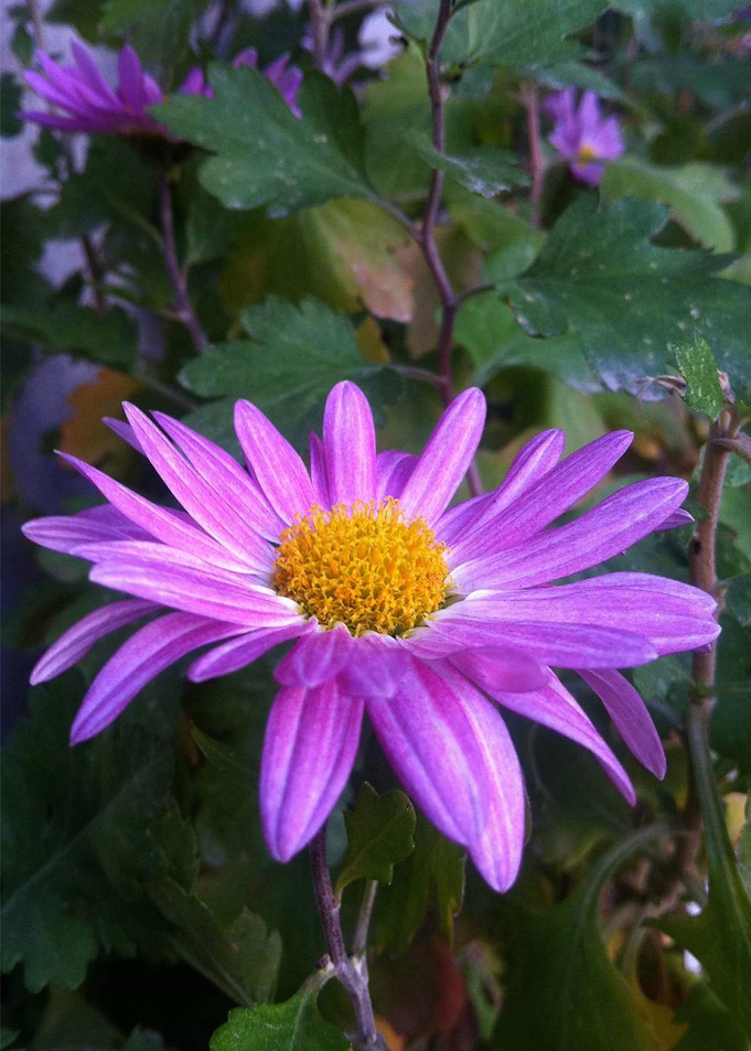 purple flower