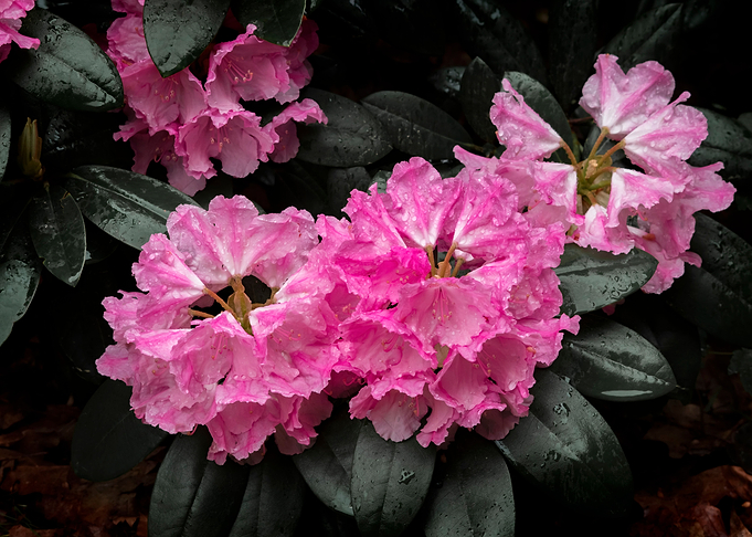 Flower no 7