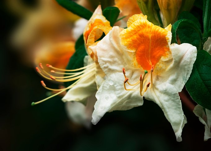 Flower no 8