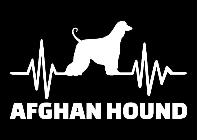 Afghan Hound