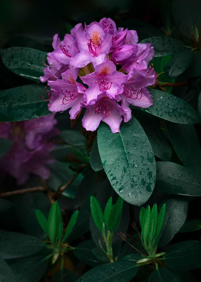 Flower no 2