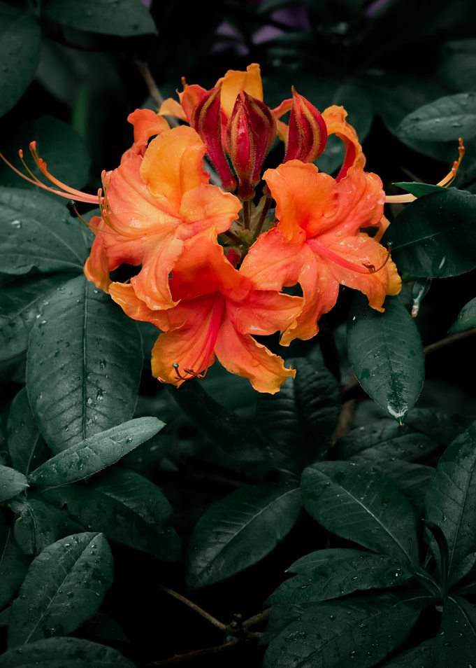 Flower no 4