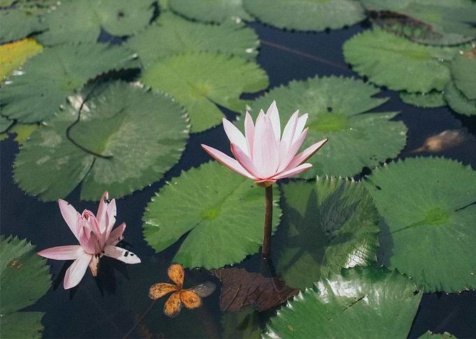 pink water flower lotus