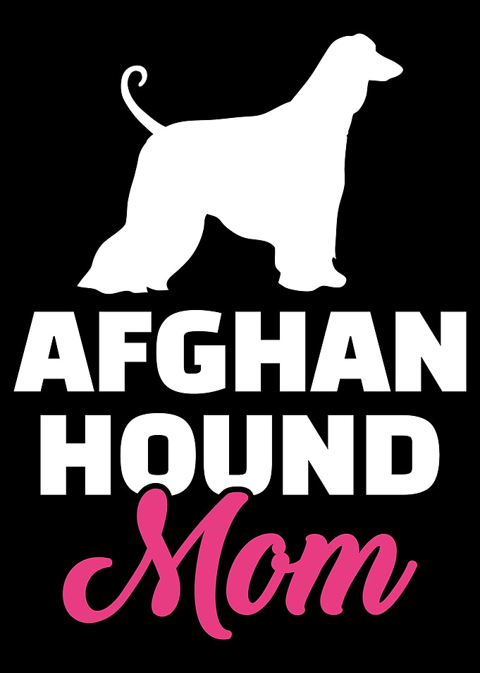 Afghan Hound