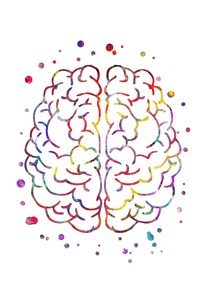 Brain