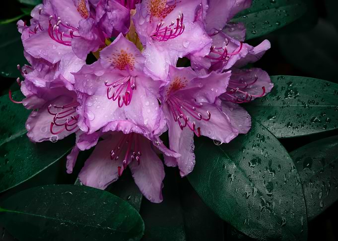 Flower no 9