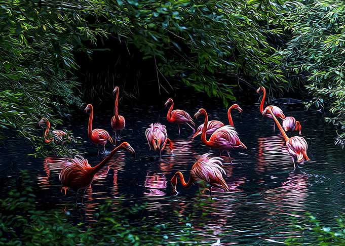 Pink flamingos in a pond
