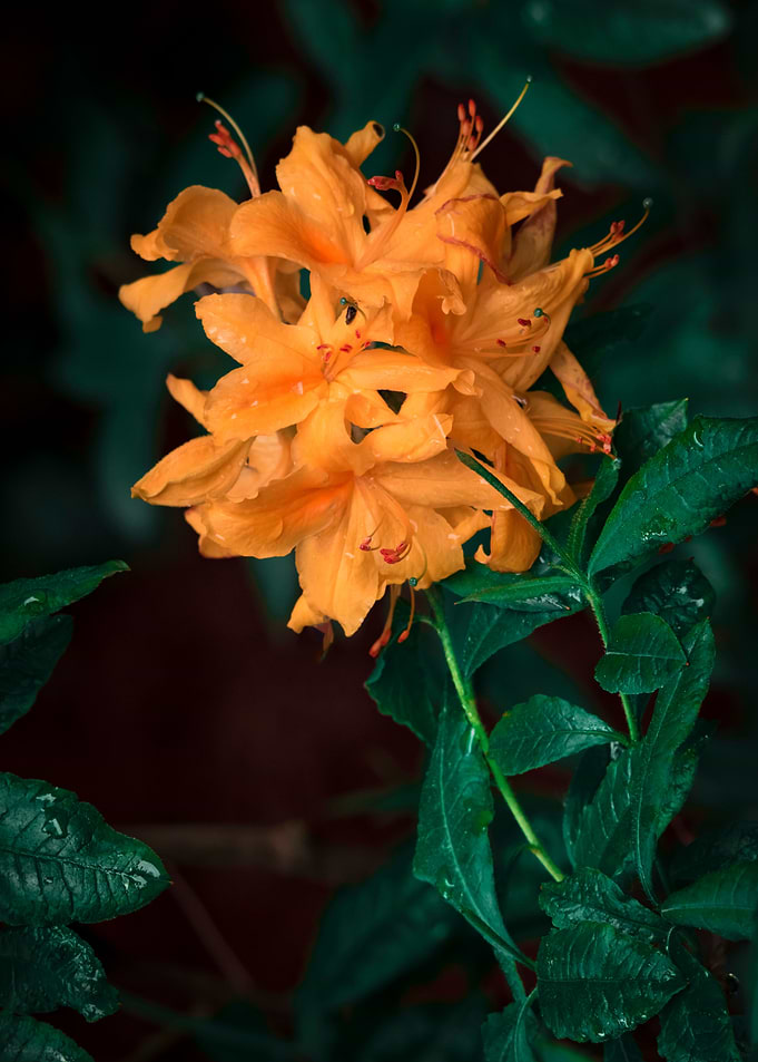 Flower no 6