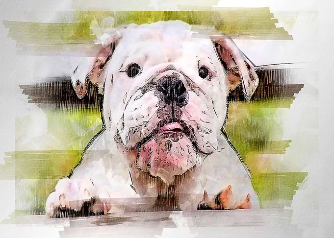 oginal watercolor of a do