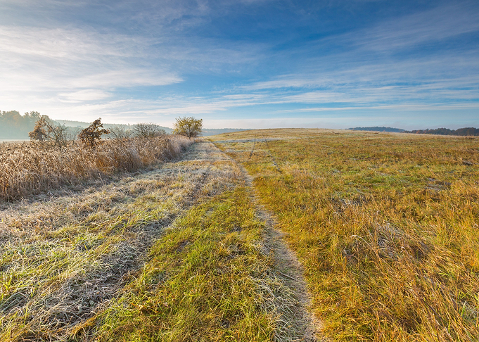 Grass Landscape Morning Fr