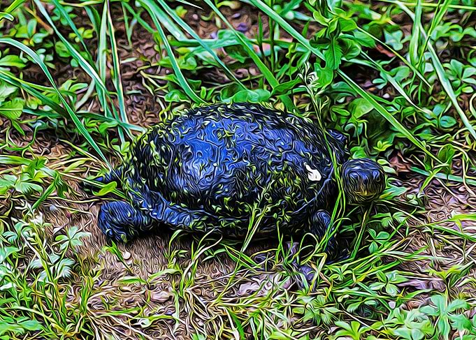 Funny turtle in a pond
