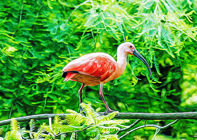 Beautiful bird