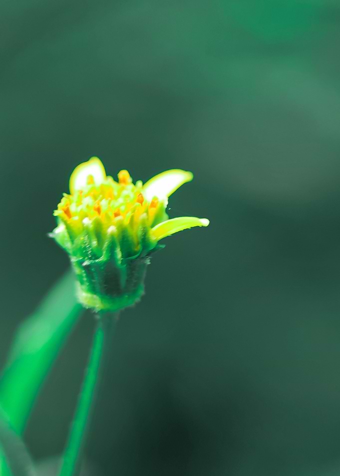 Yellow Flowers