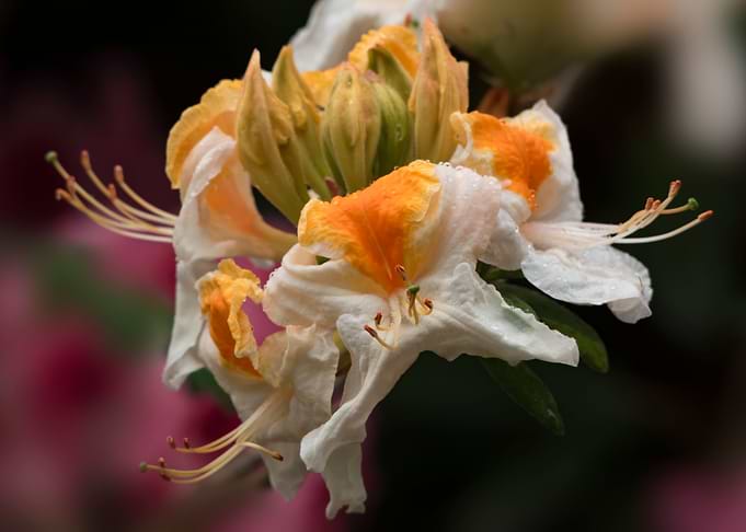 Flower no 2