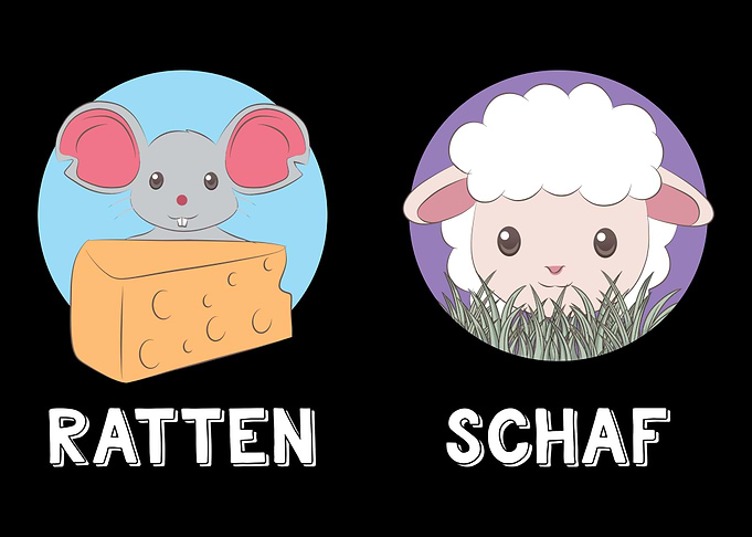 Ratten Schaf Scharf