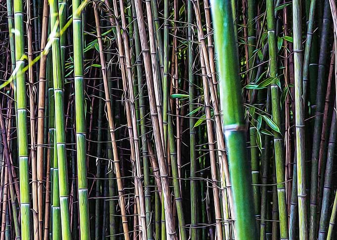Bamboo canes in a forest