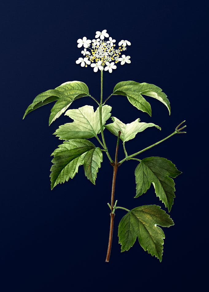 Blue Floral Illustration