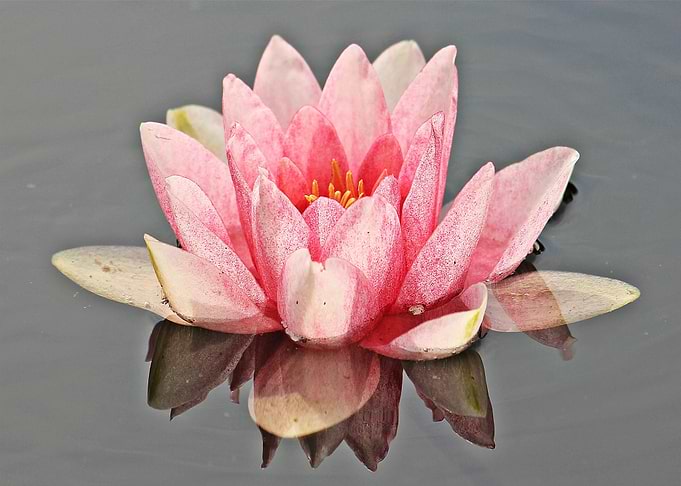 lotus red water flower