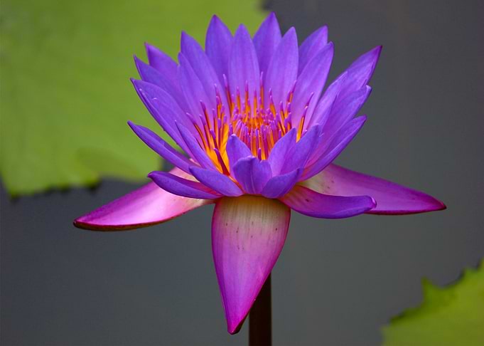 pink purple flower