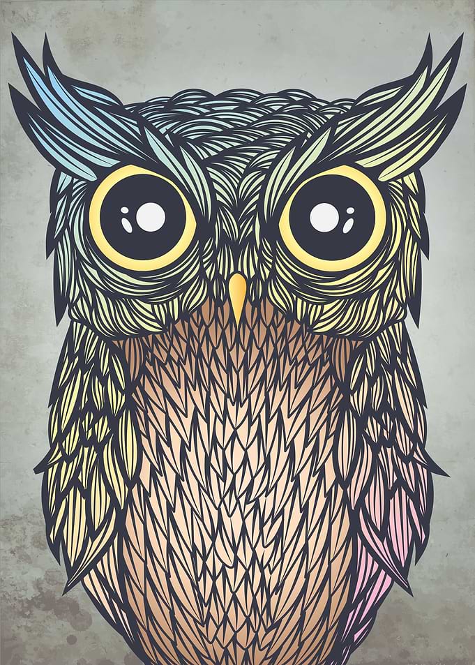 owl at night
