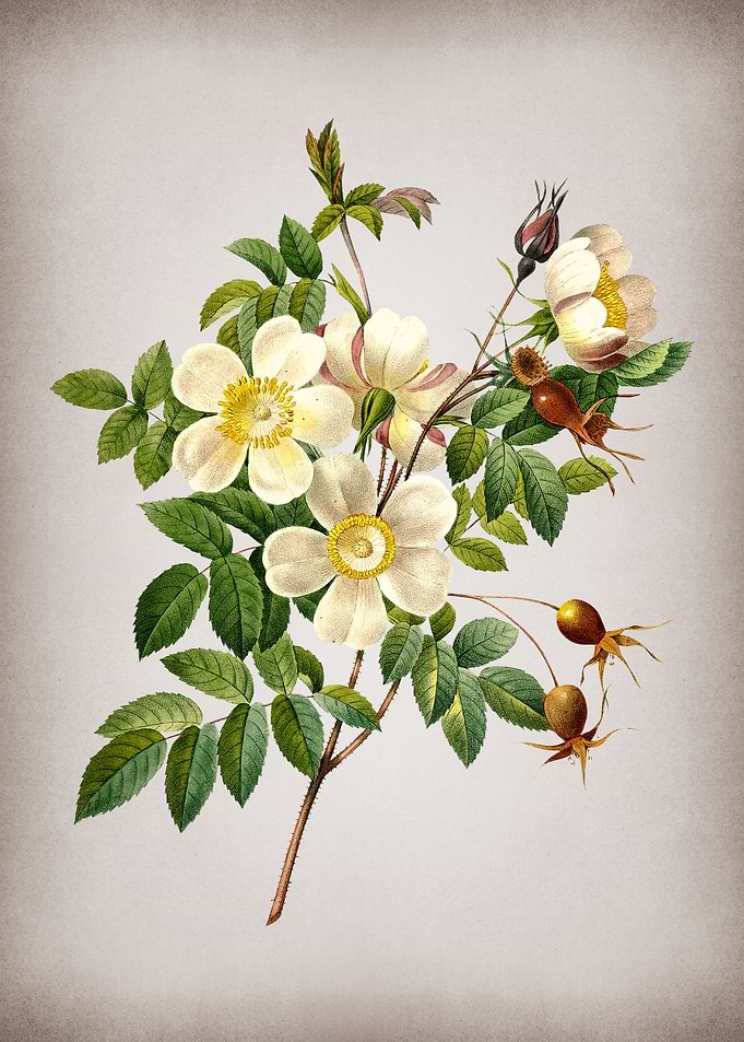 Vintage White Rose