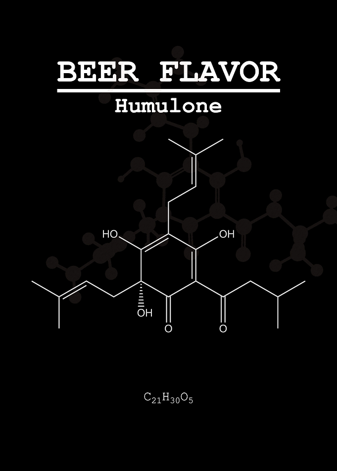 Beer Flavor Humulone
