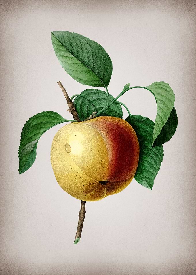 Vintage Calville Apple