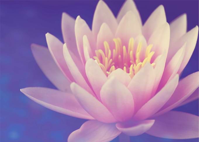 blue pink flower