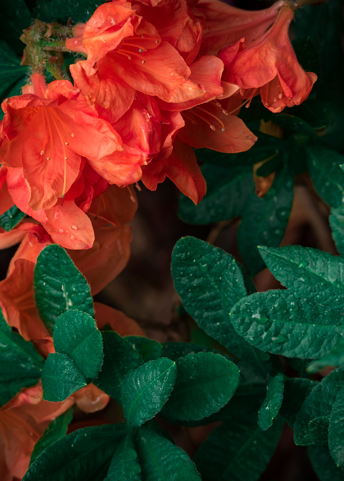 Flower no 7