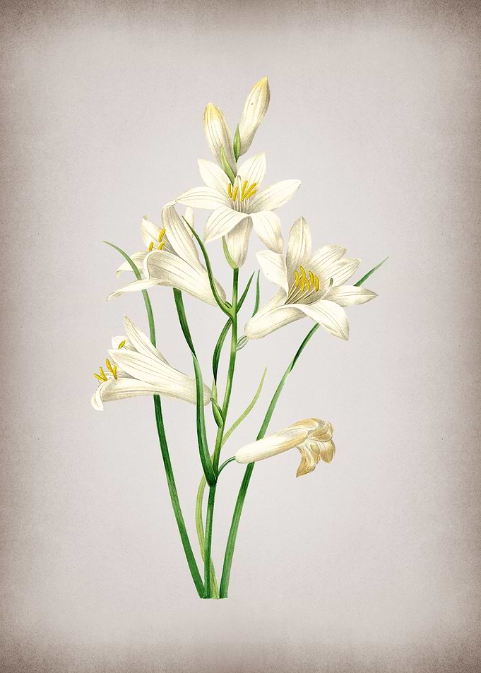 Vintage St Brunos Lily
