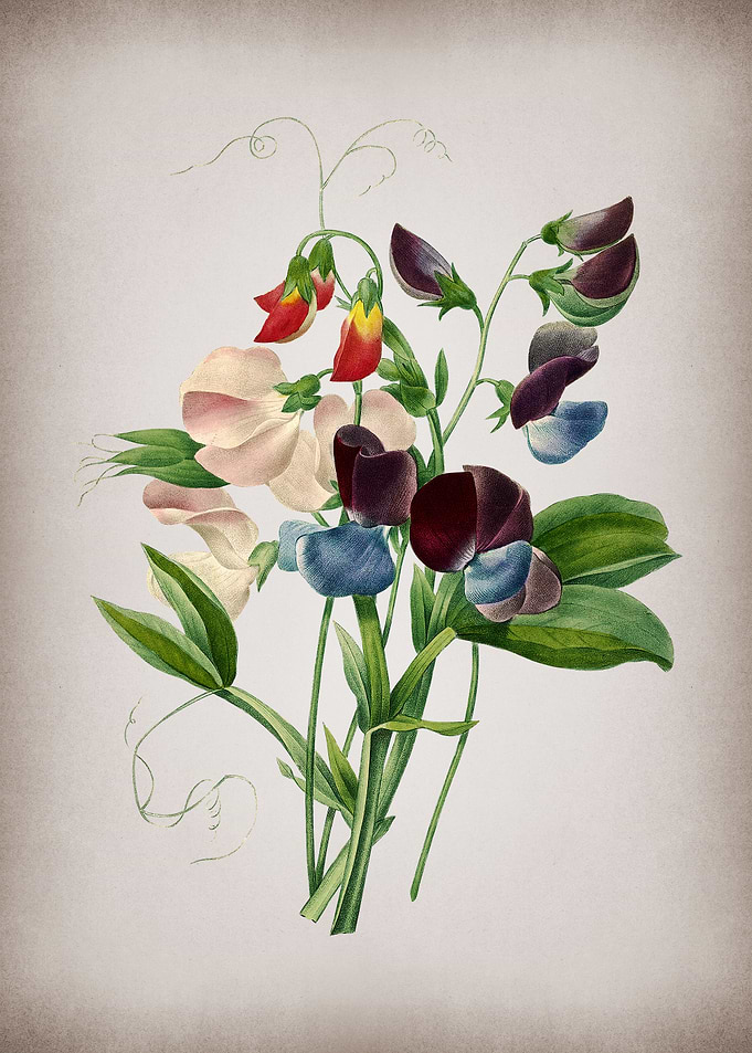 Vintage Sweet Pea