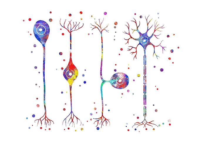 Four types of neurons