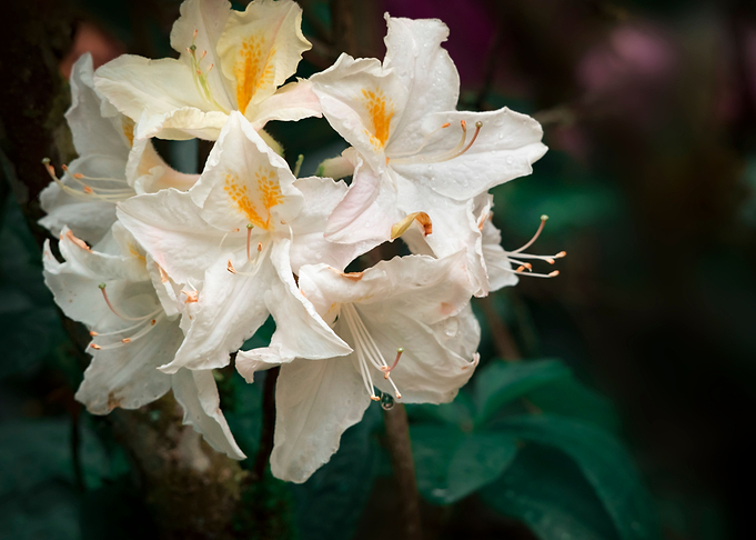 Flower no 3