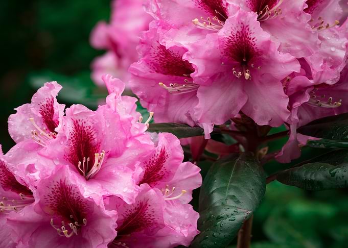 Flower no 5