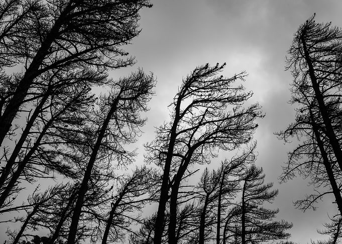 Forest 1 Cape Town ZA