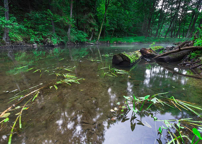 Nature Morning Nobody Scen