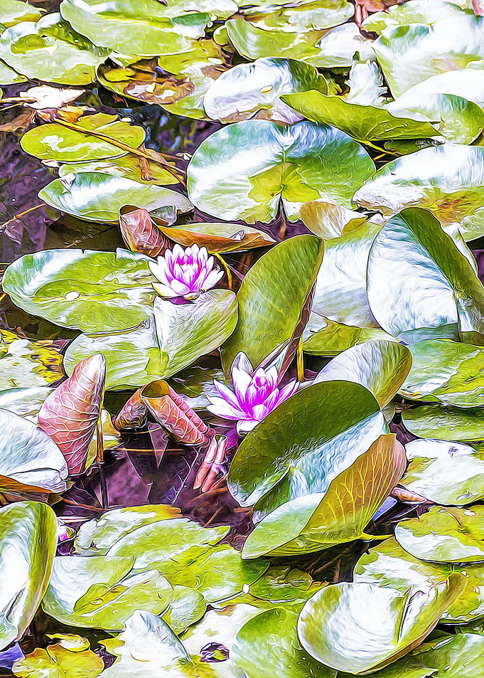 Small pond with plants