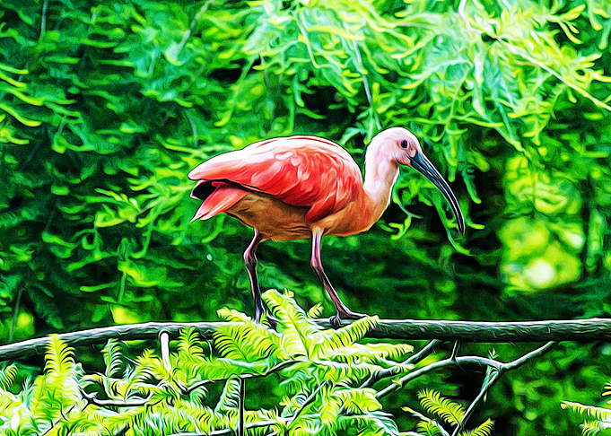 Beautiful bird