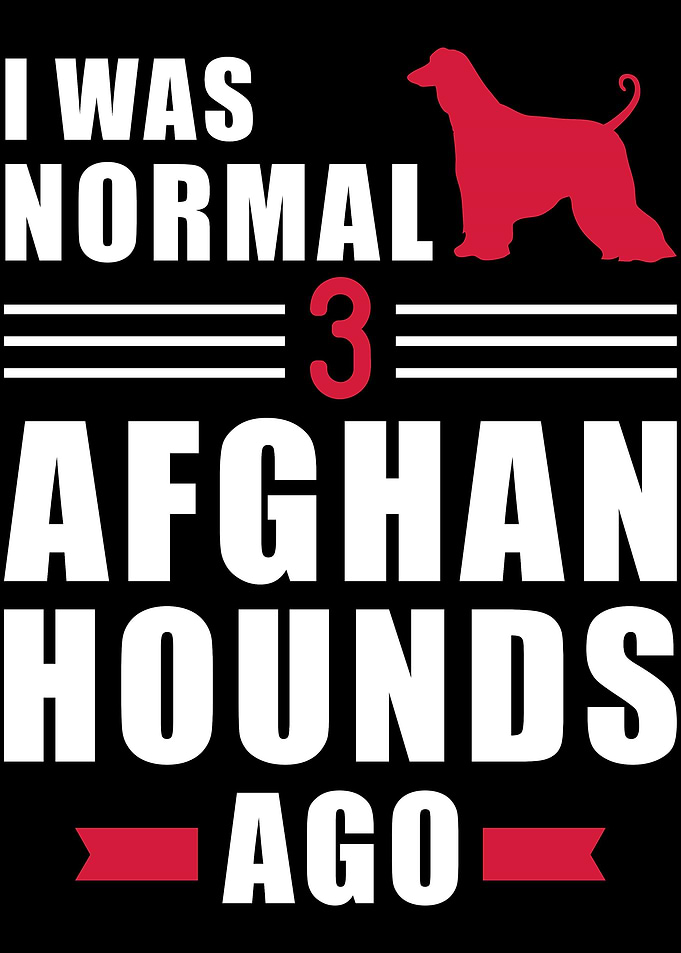 Afghan Hound