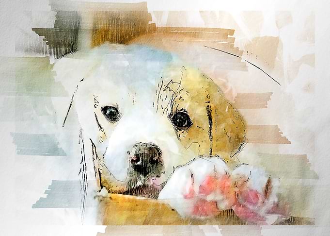Watercolor dog