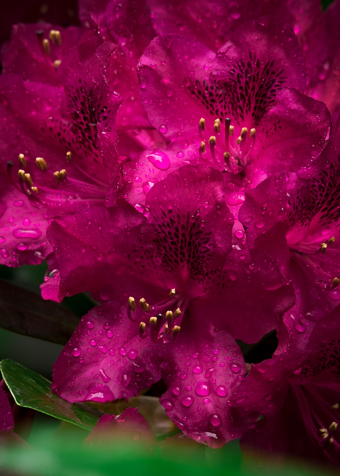 Flower no 1