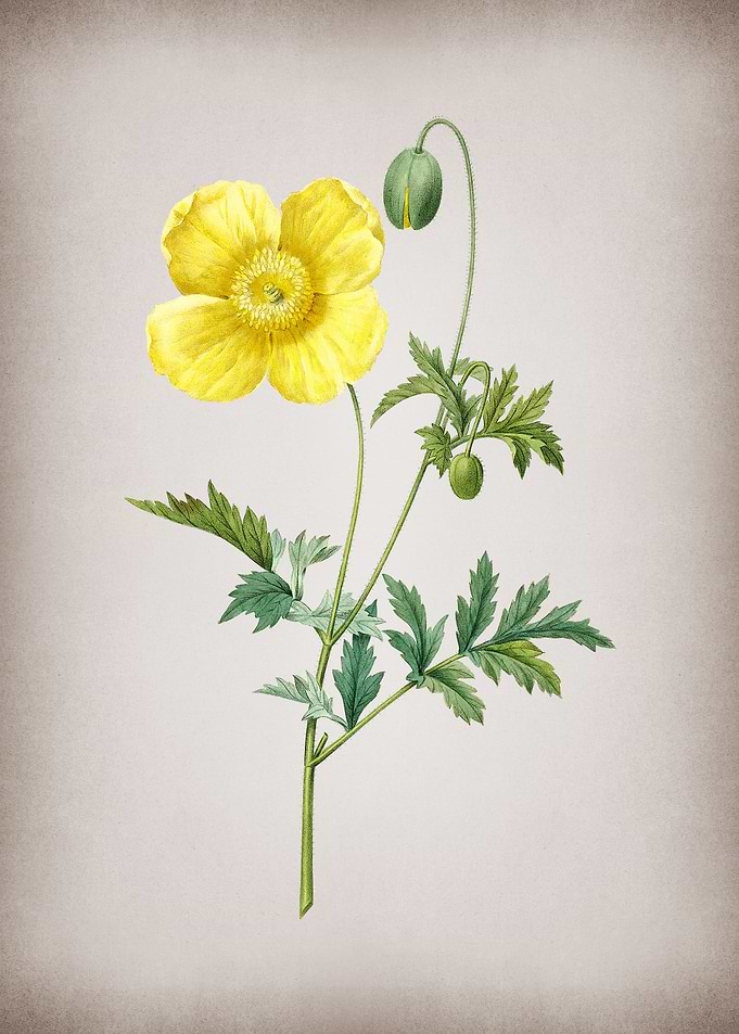 Vintage Welsh Poppy