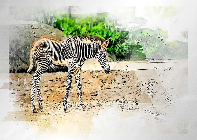 horses watercolor