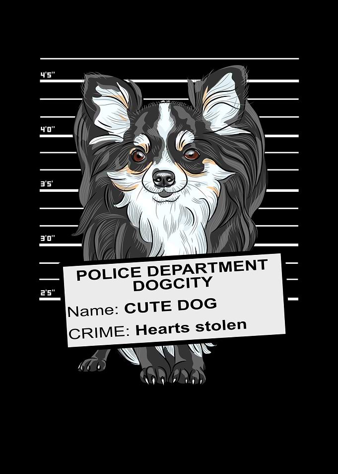 Sweet Chihuahua Mugshot