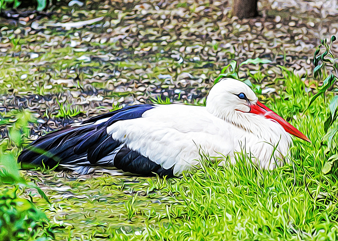 Beautiful bird