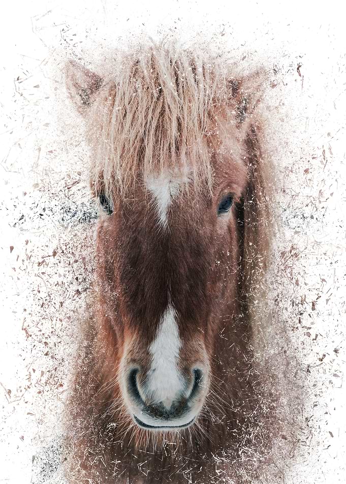 Shattered Horse