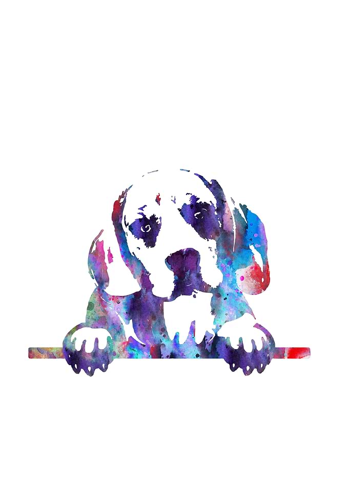 Beagle peeking