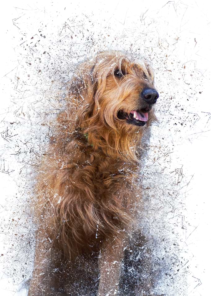 Shattered Golden Retriever