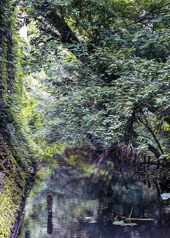 Small stream in a forest